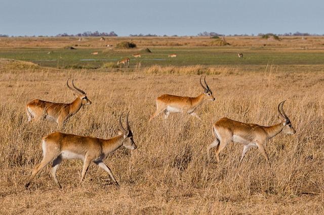 040 Botswana, Okavango Delta, rode litschie.jpg